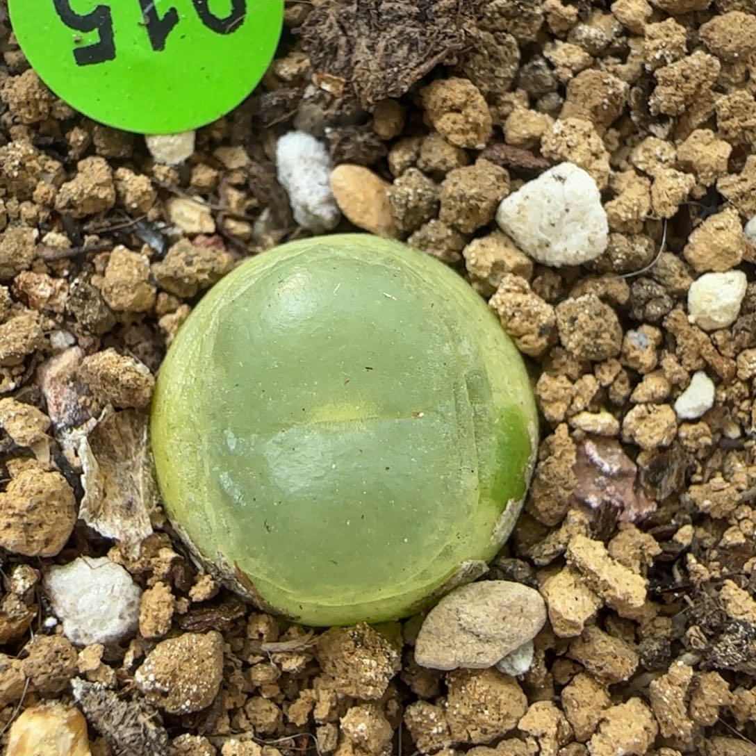 拉登1.4+多肉植物915