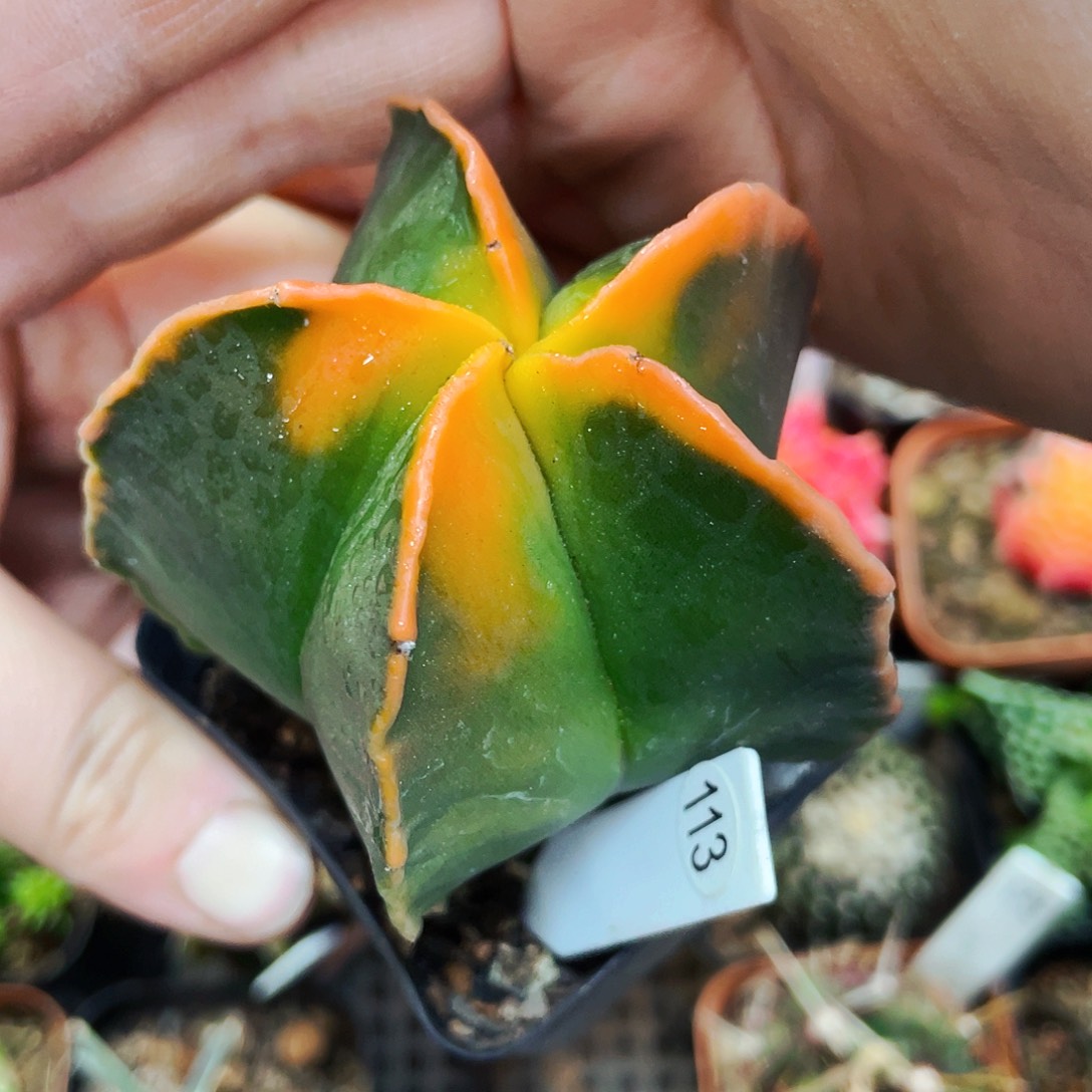 非偏远地区满25包邮仙人球