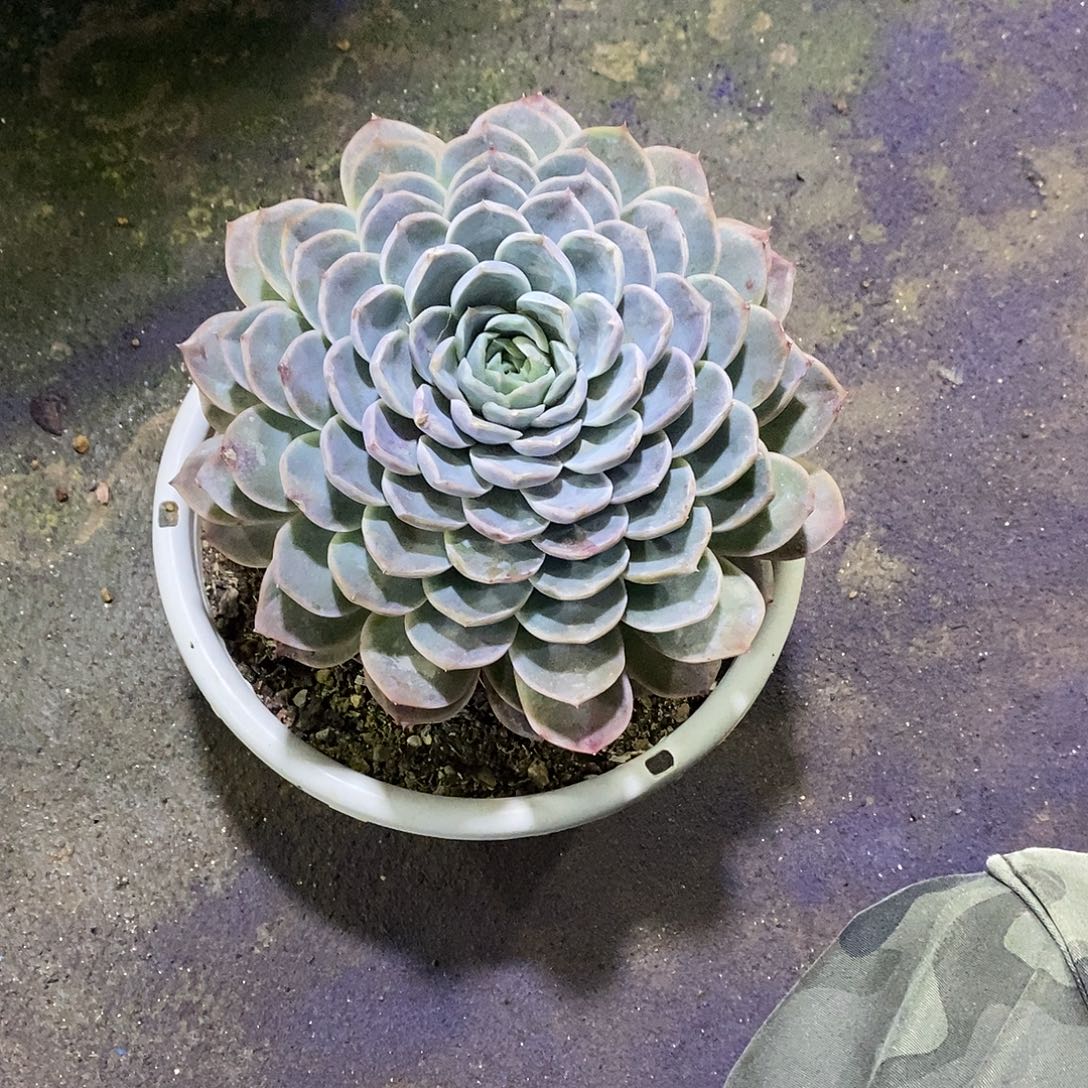 云樱不带盆包邮的