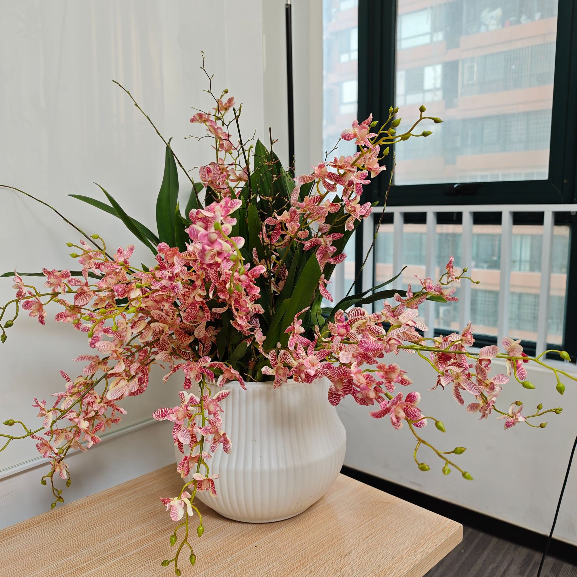 【8-15支花剑】梦香兰奶香粉新品室内盆开花更香大鳞茎好养喜阳文心