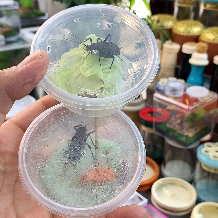 一只电报蛉一只麒麟啊啊啊