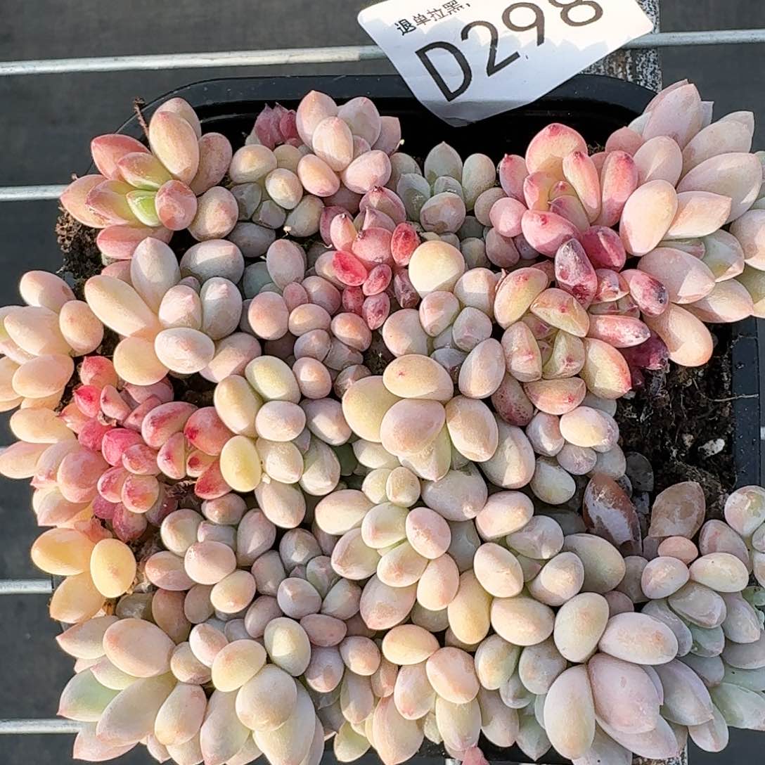 杂交新品珍妮多肉298