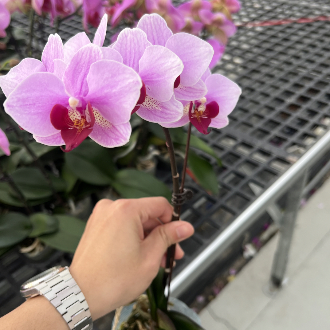 玲泷优选（第三名）蝴蝶兰花期长好养护