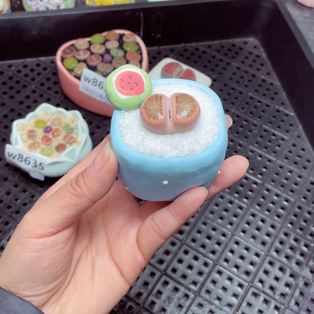 w8636 -零下地区拍保温箱 -15支持寄养