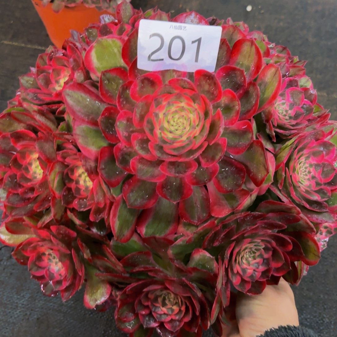 201多肉植物赤子心