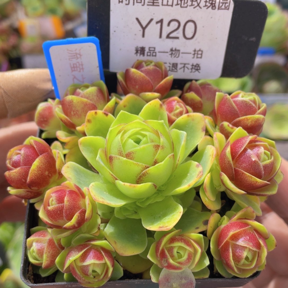 流萤之舞新年福利120一物一拍