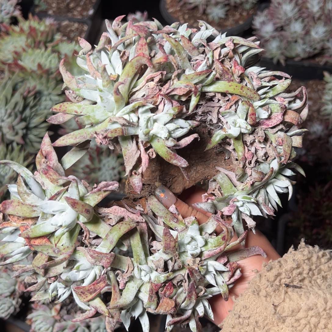 1221哈哈哈哈哈哈哈哈