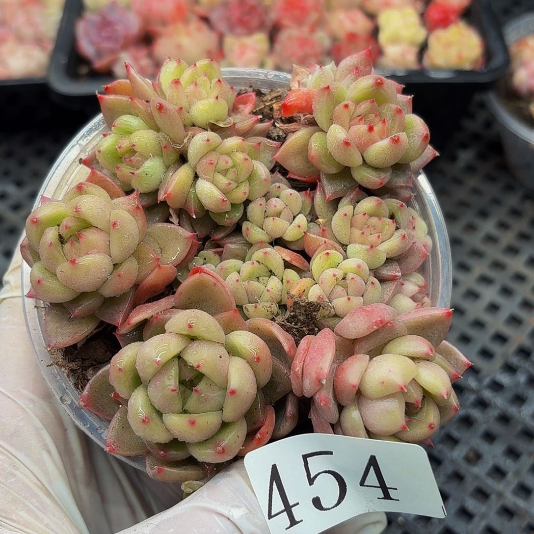 多肉植物多肉植物454