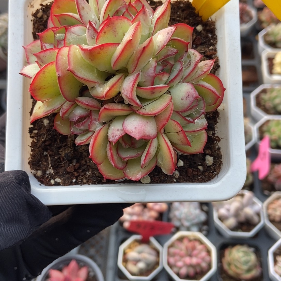 919牡丹亭多肉植物