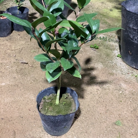 当前无花栽培后可以开花