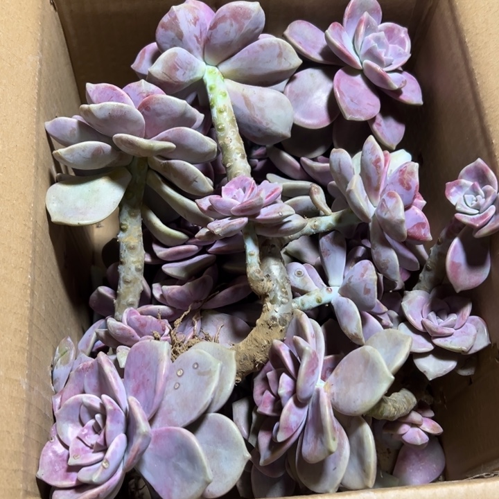 地栽断头断枝紫乐装箱（断头掉叶不售后）