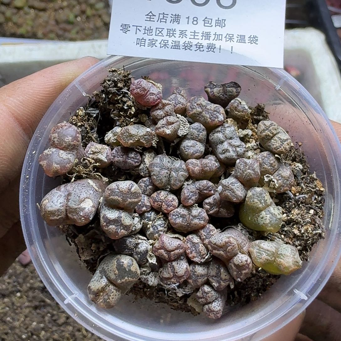 1858哈哈哈哈哈哈哈哈哈哈