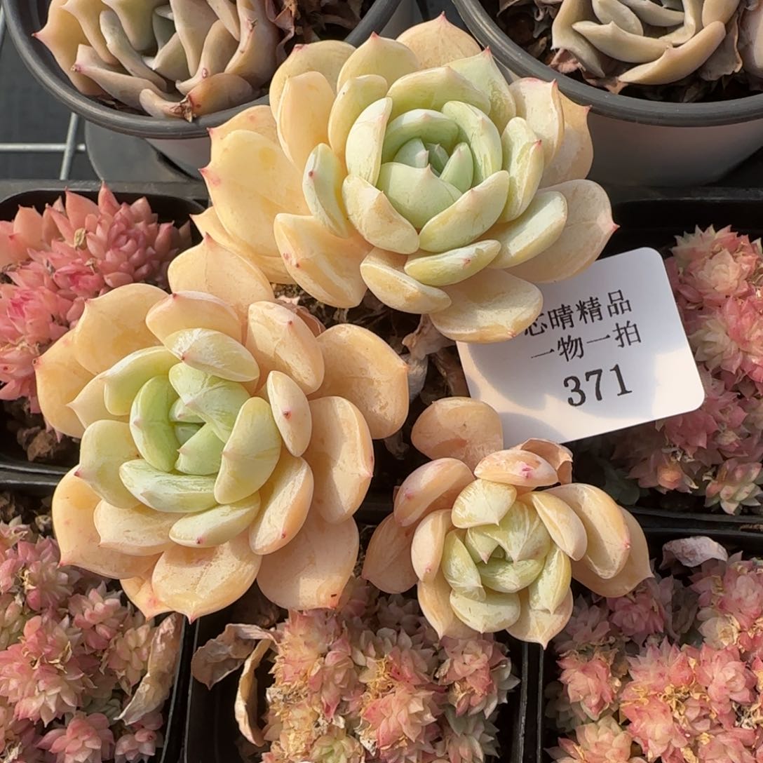 闪购精品多肉371号