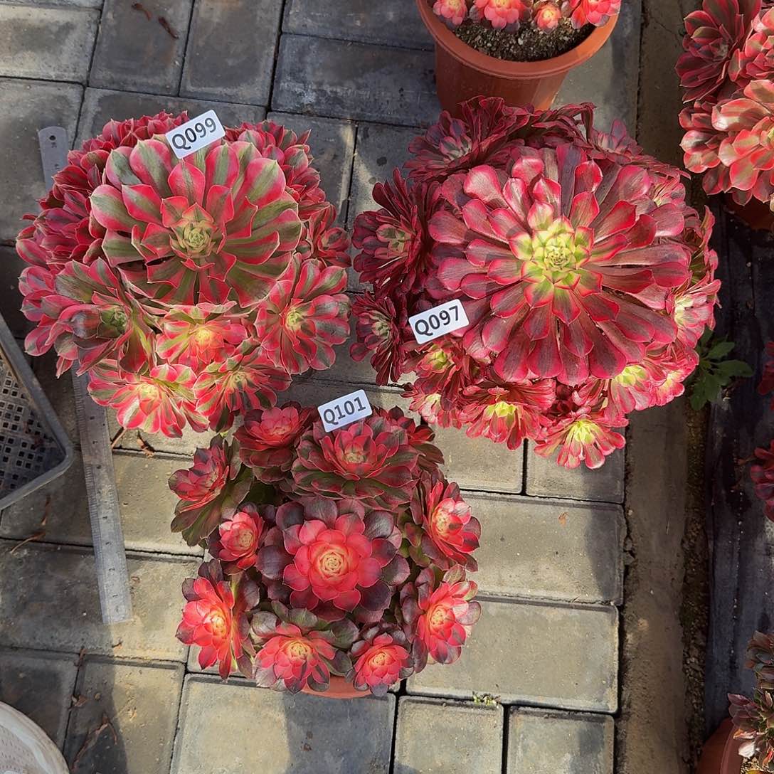 全部花朵柒*倪套餐女巫荔枝红铜白冠服22-25左右