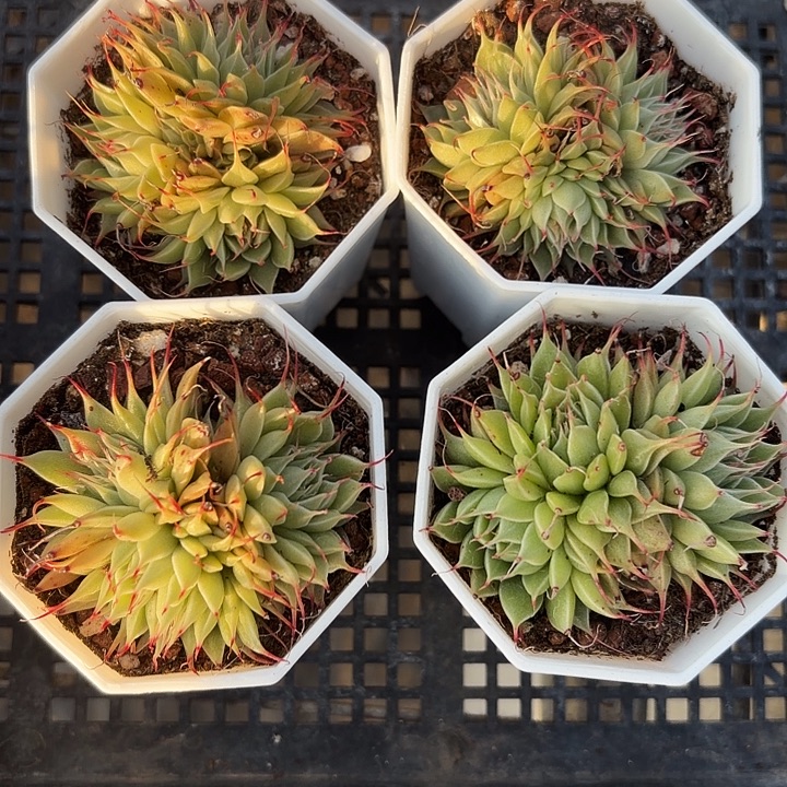 长睫毛群满12.9包邮