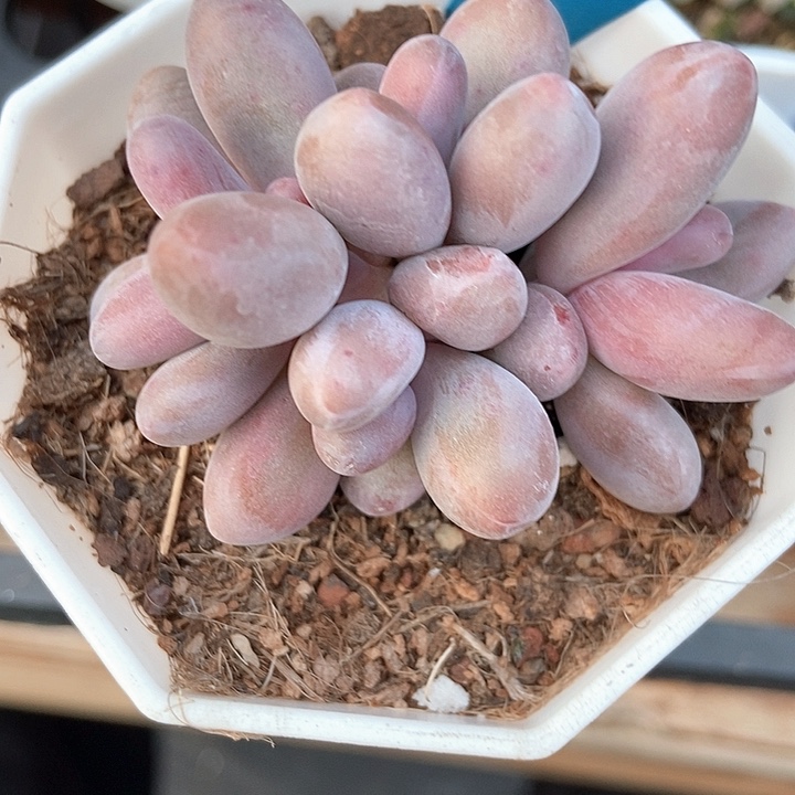 多肉植物红手指545