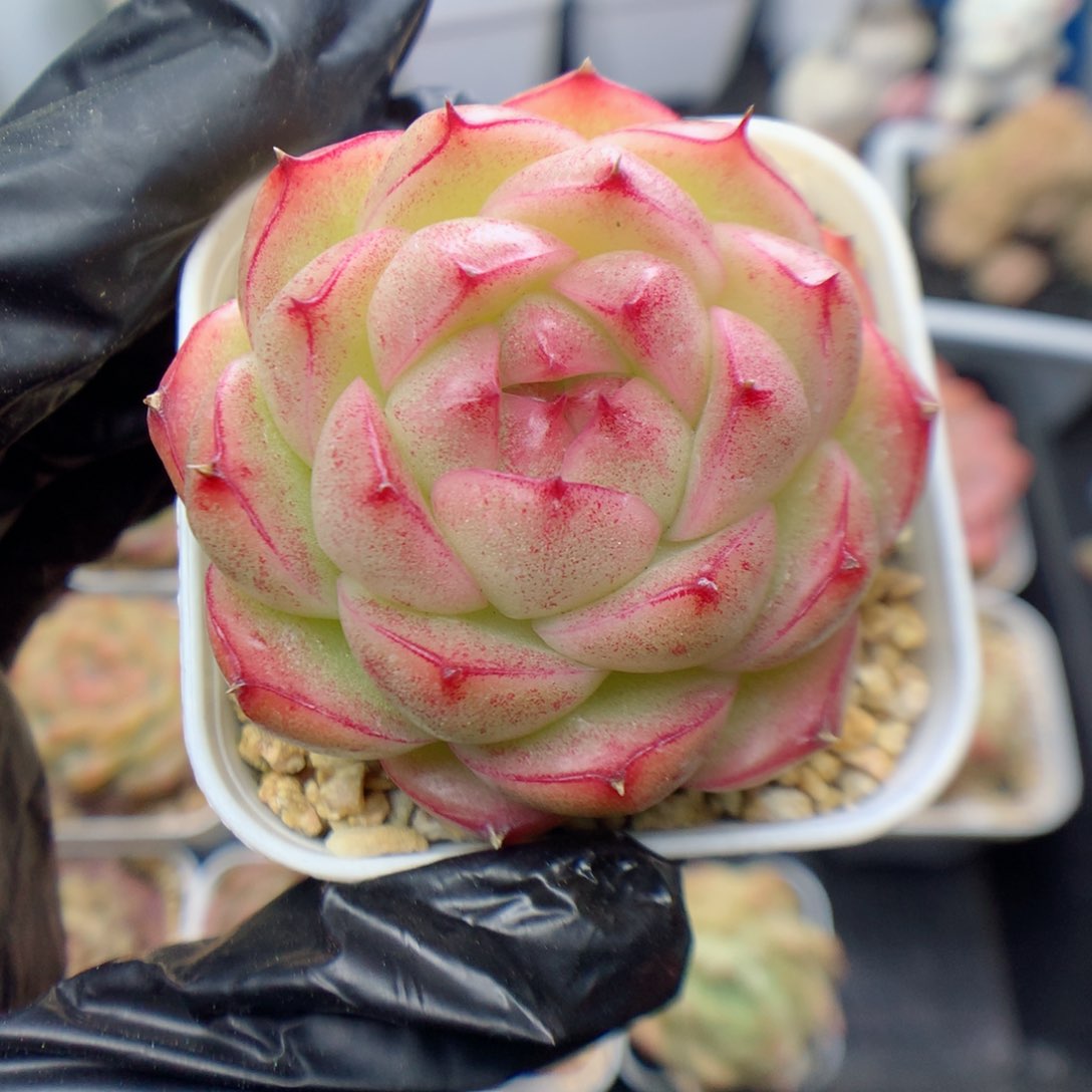 多肉植物。  麦秆1