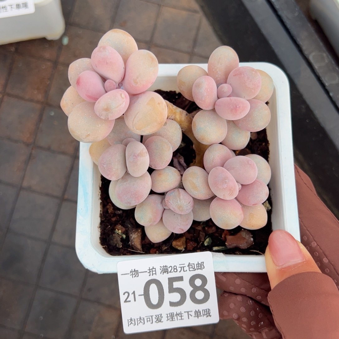 桃蛋多肉多肉多肉多肉多肉多肉多肉