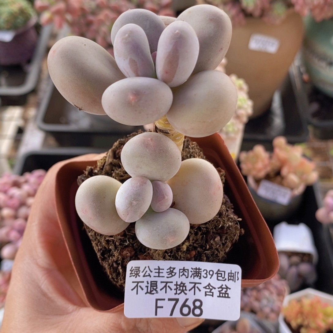 蛋黄奶5cm768多肉植物