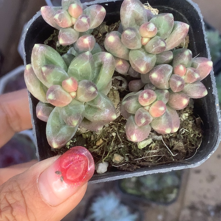 千代田群。子。 5发7颗。（满9.99包邮不满9.99发叶子