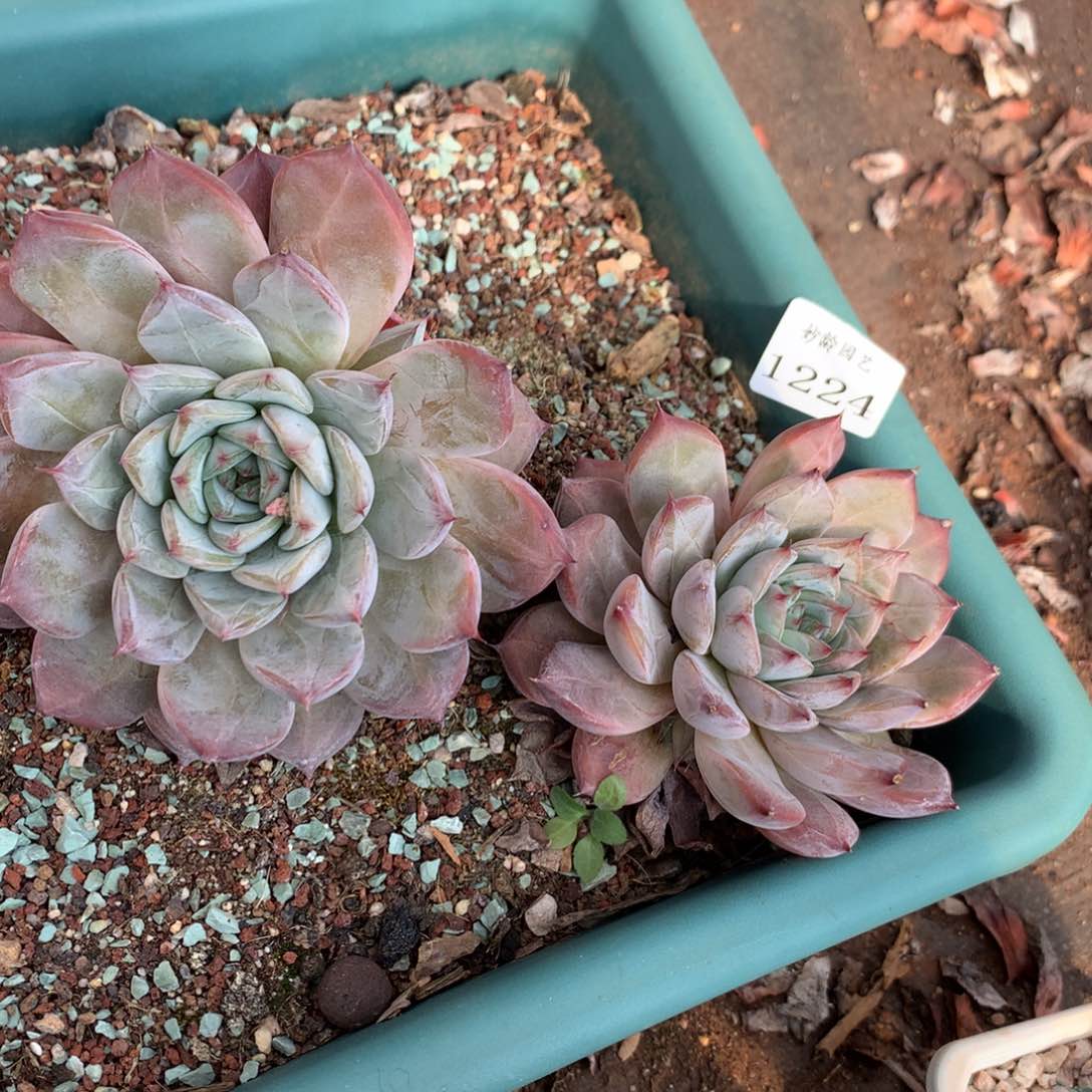 1224新年快乐发发发