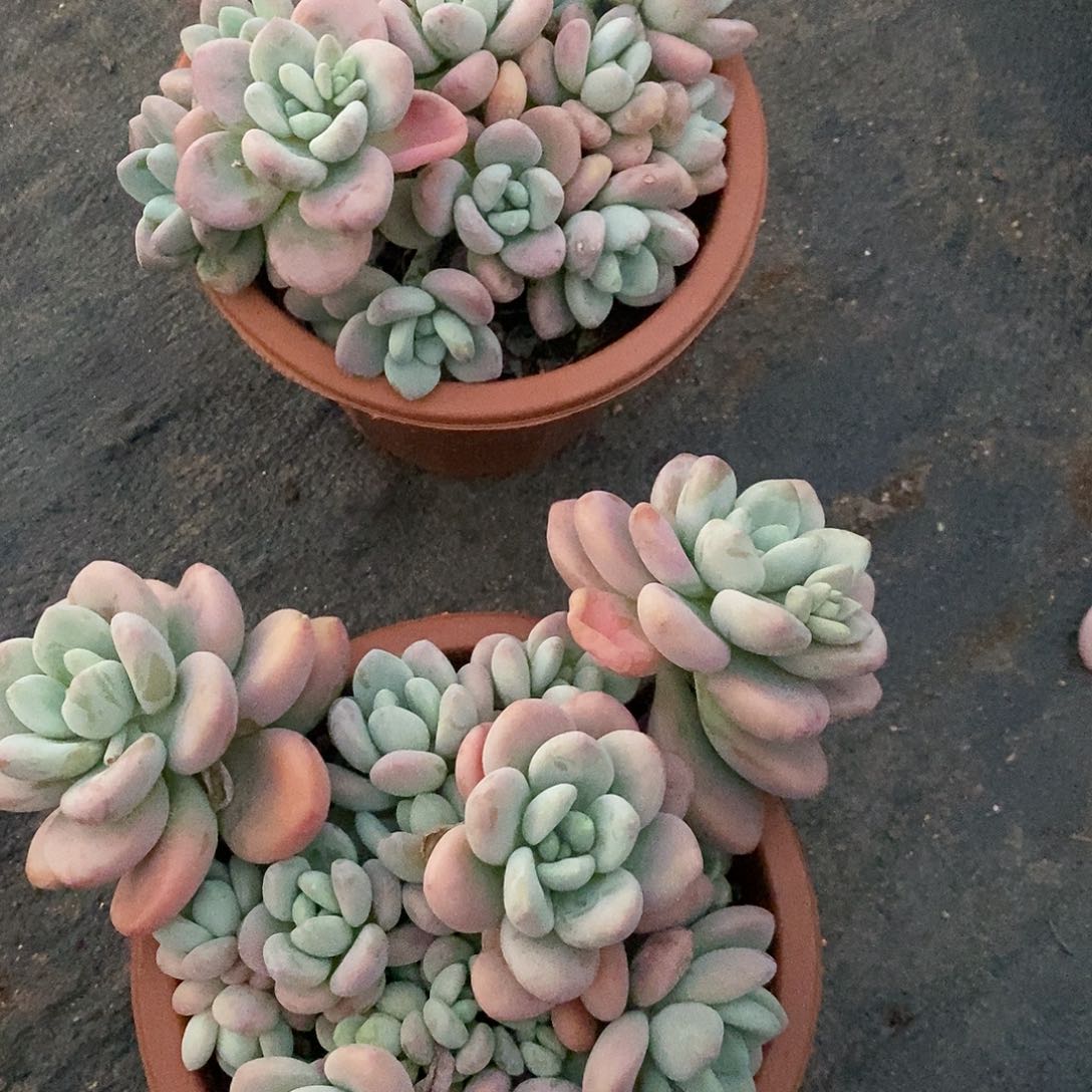 红洛神1颗多肉植物