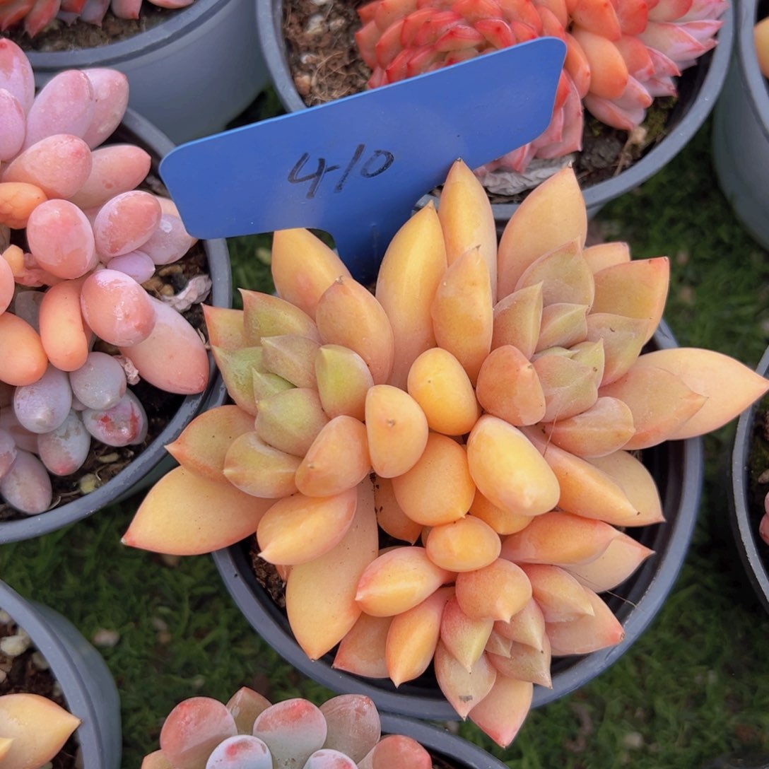 香玉的故事是一个人的故事吗