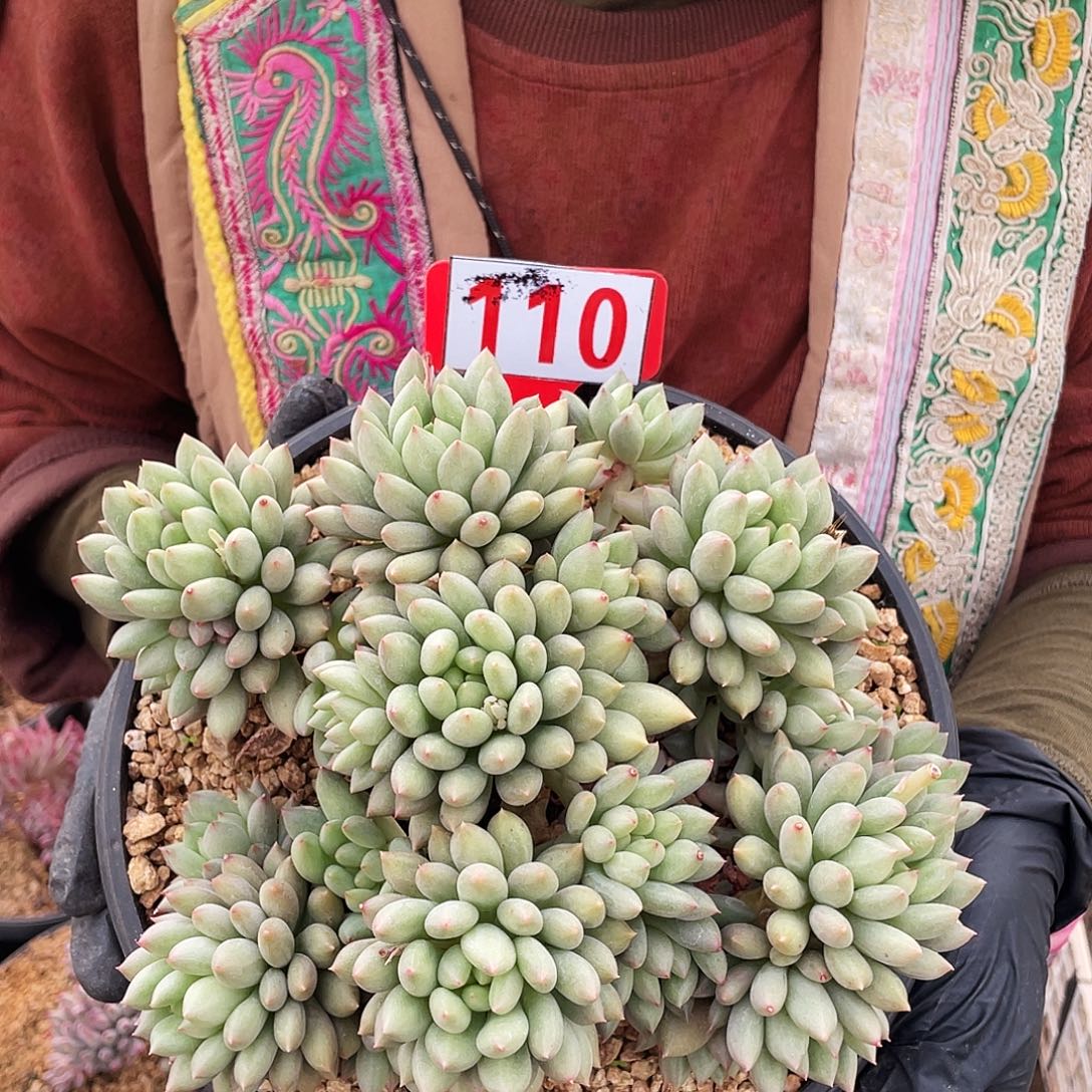 言子多肉    110号       