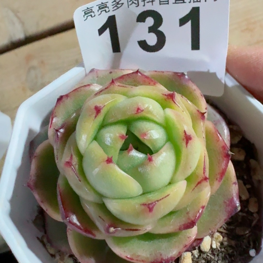 宝贝珍妮         精品多肉