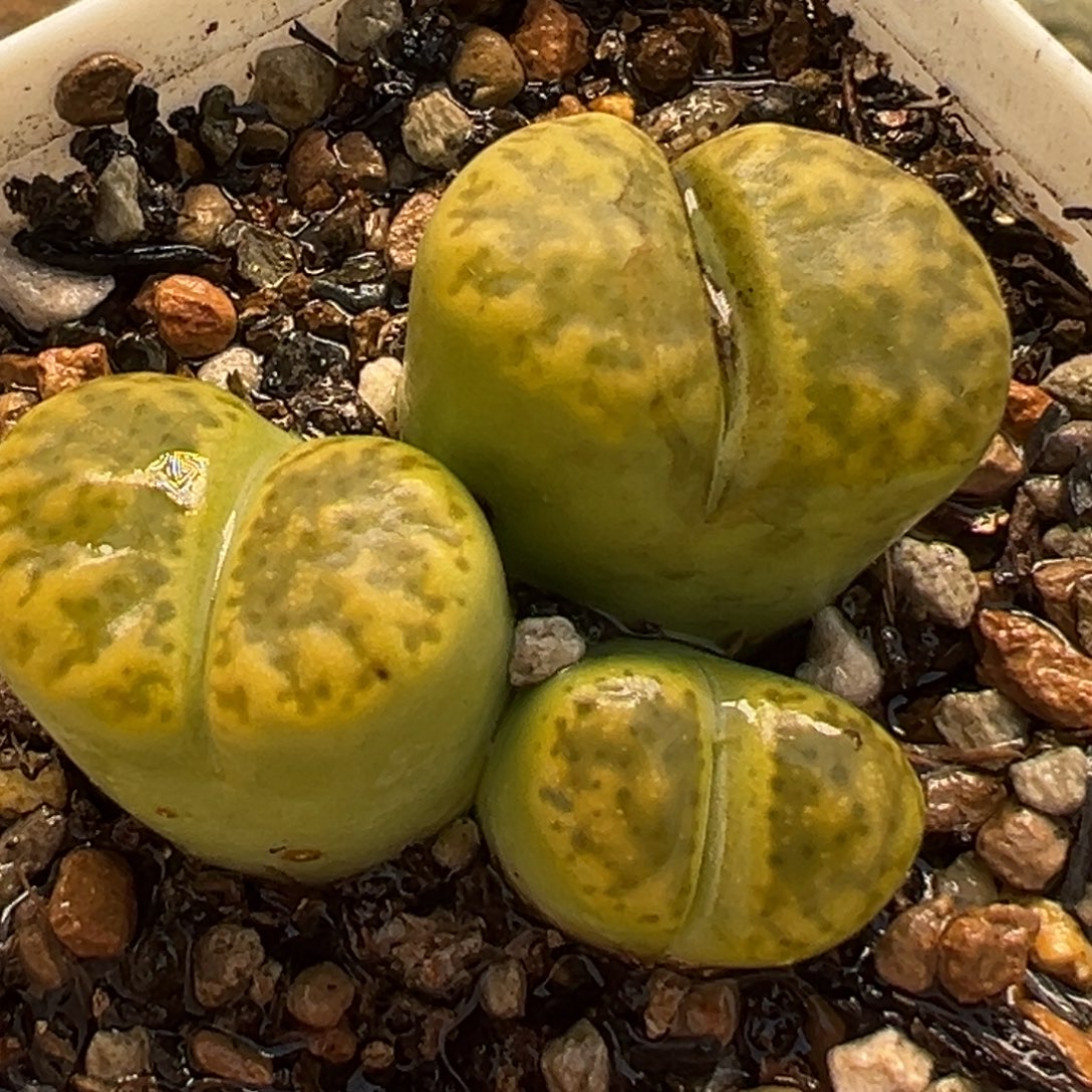 685多肉植物种类多样