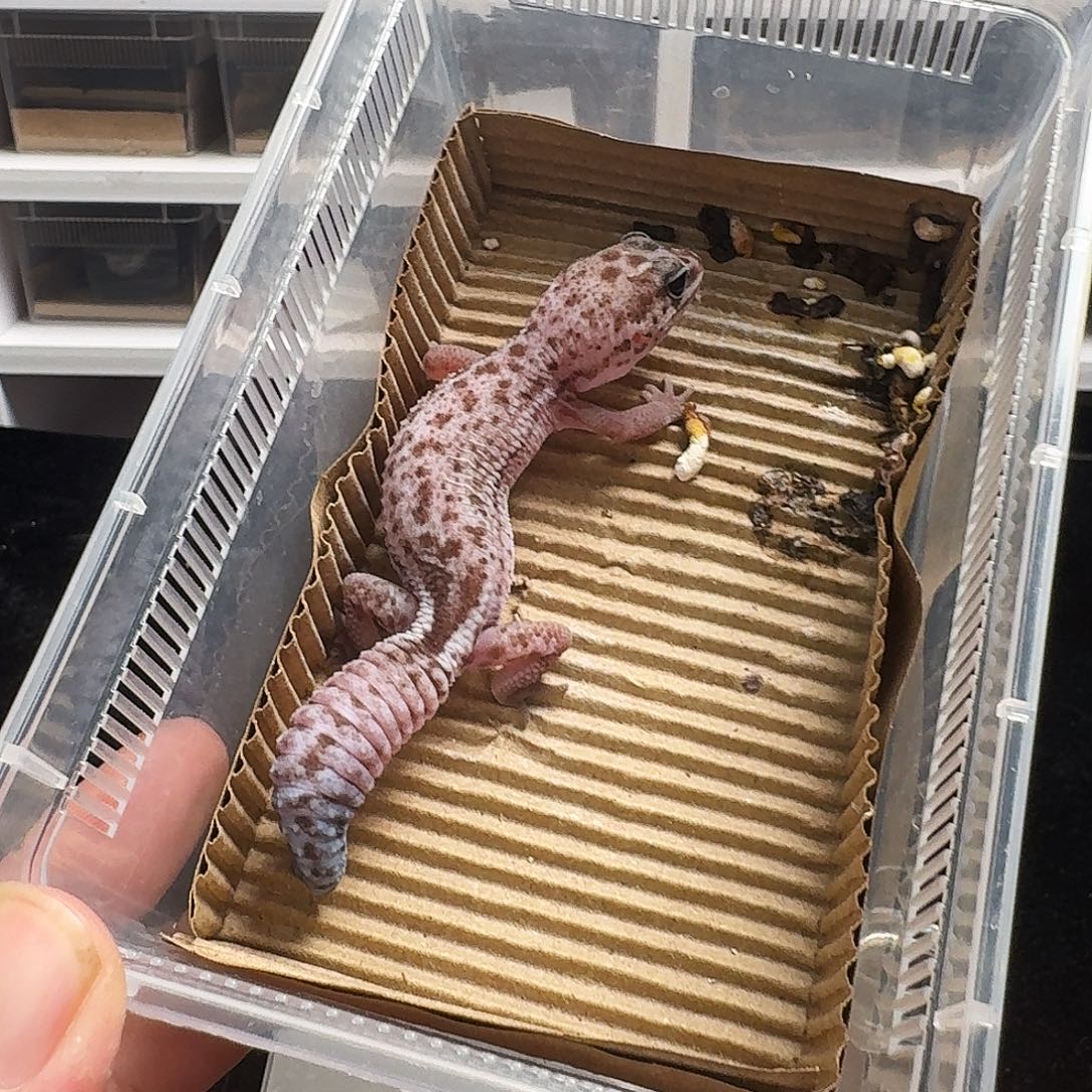 肥尾守宫奥祖搞起来