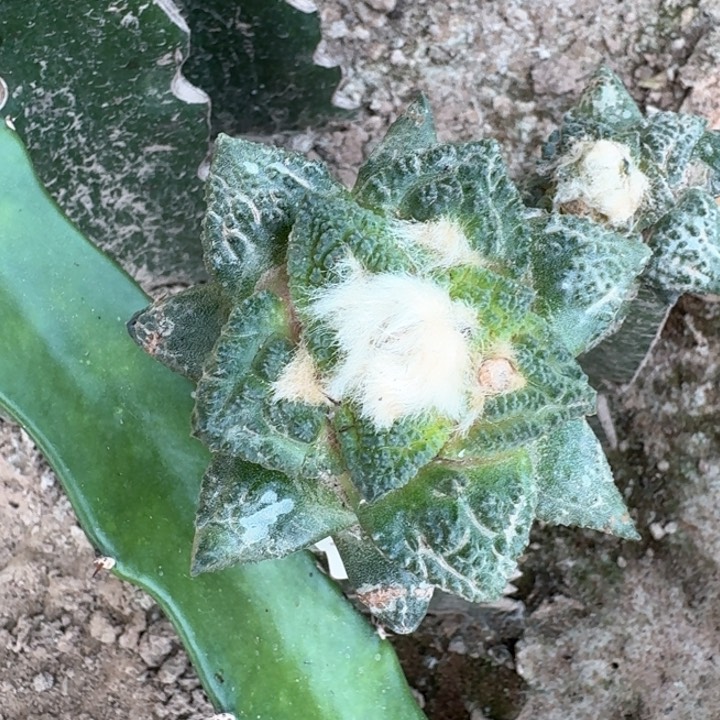 514志贺龟甲牡丹仙人球