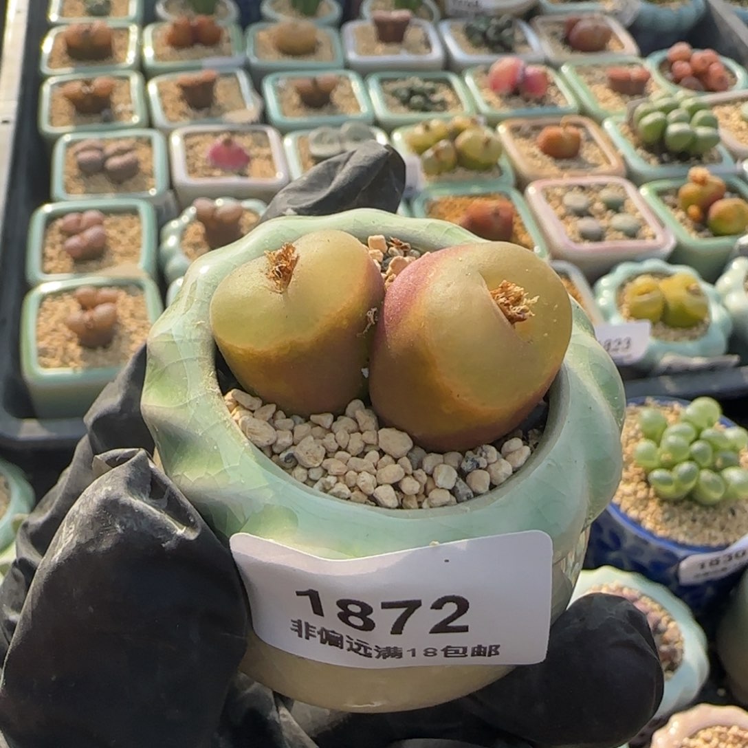 1872-一物一拍 带盆