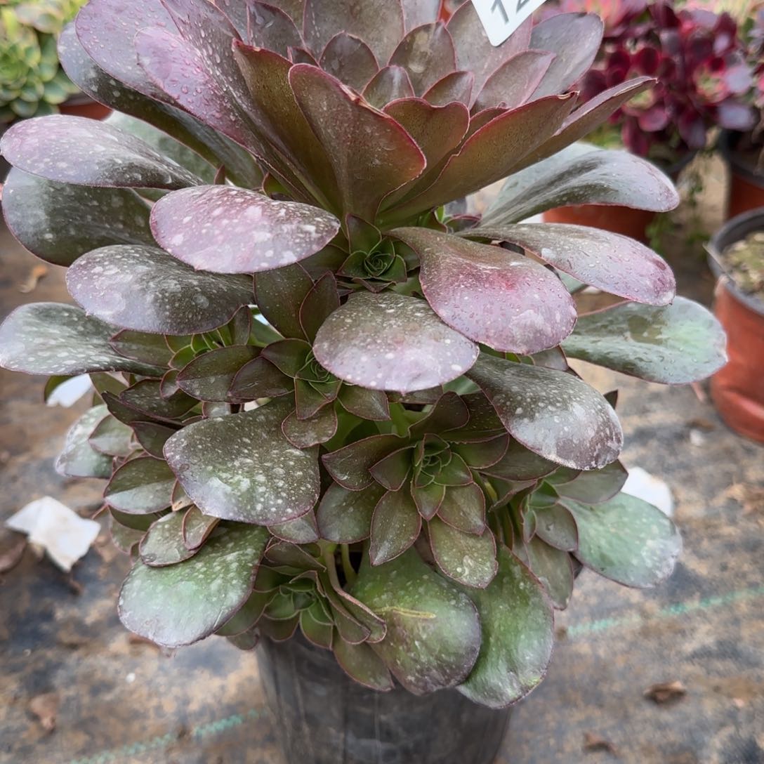 魅金玫瑰多肉1221满28包邮断枝不包