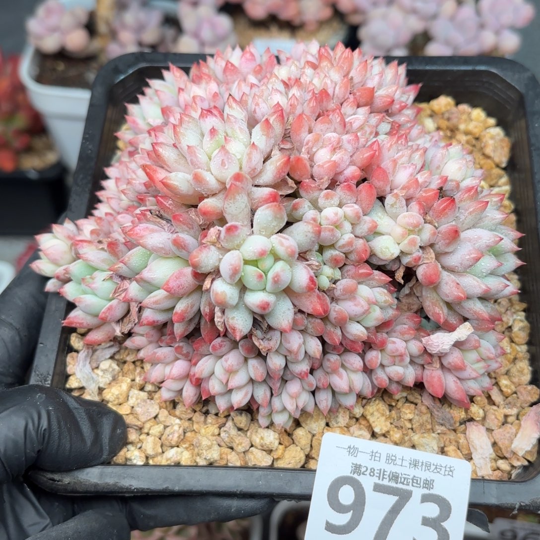 大明珠无盆土发货