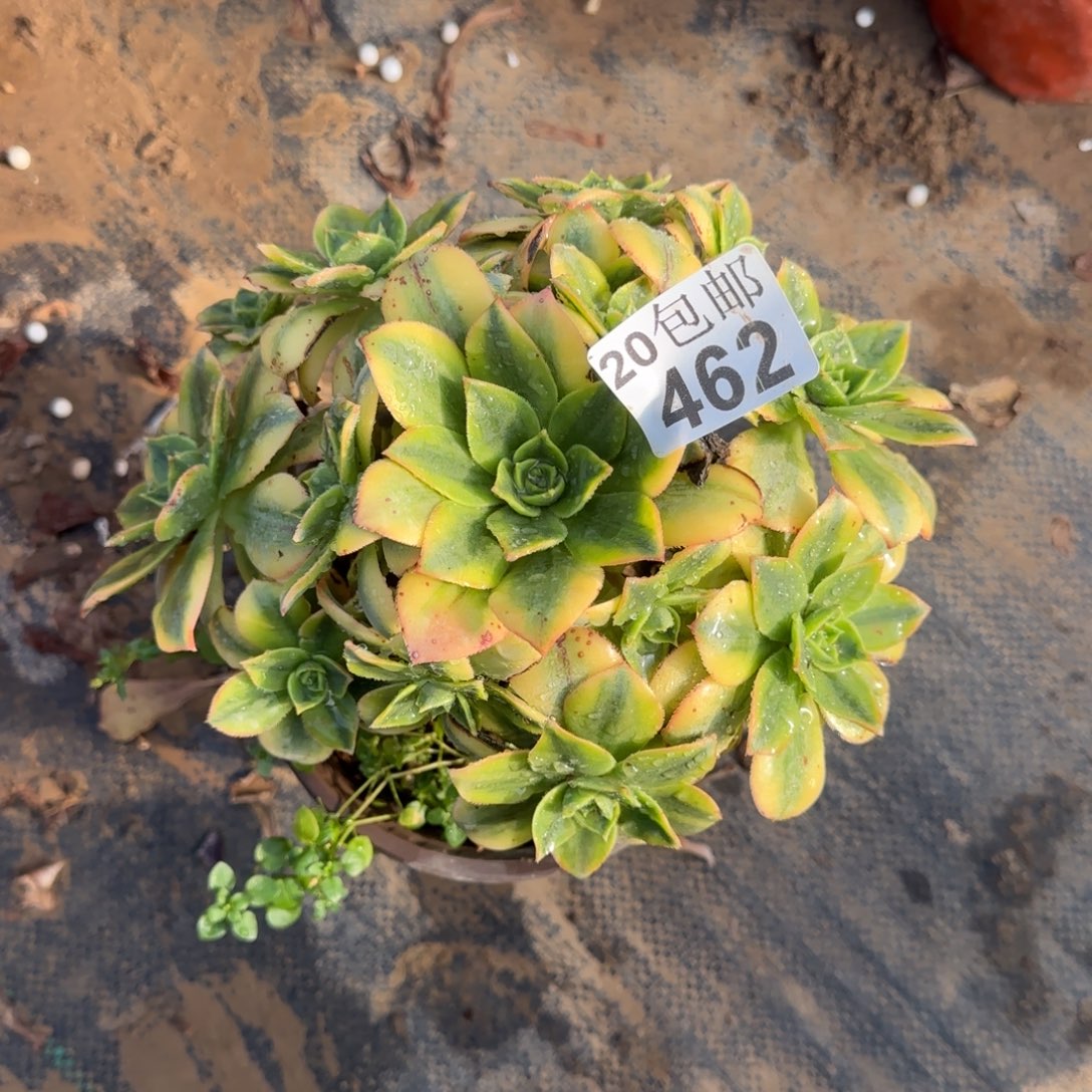 星爆462满20包邮断枝不包