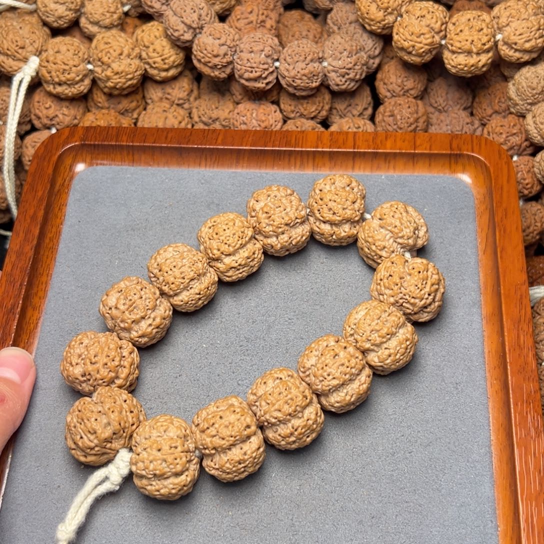 6号尼泊尔大金刚25粗筋梅花霸王龙梁