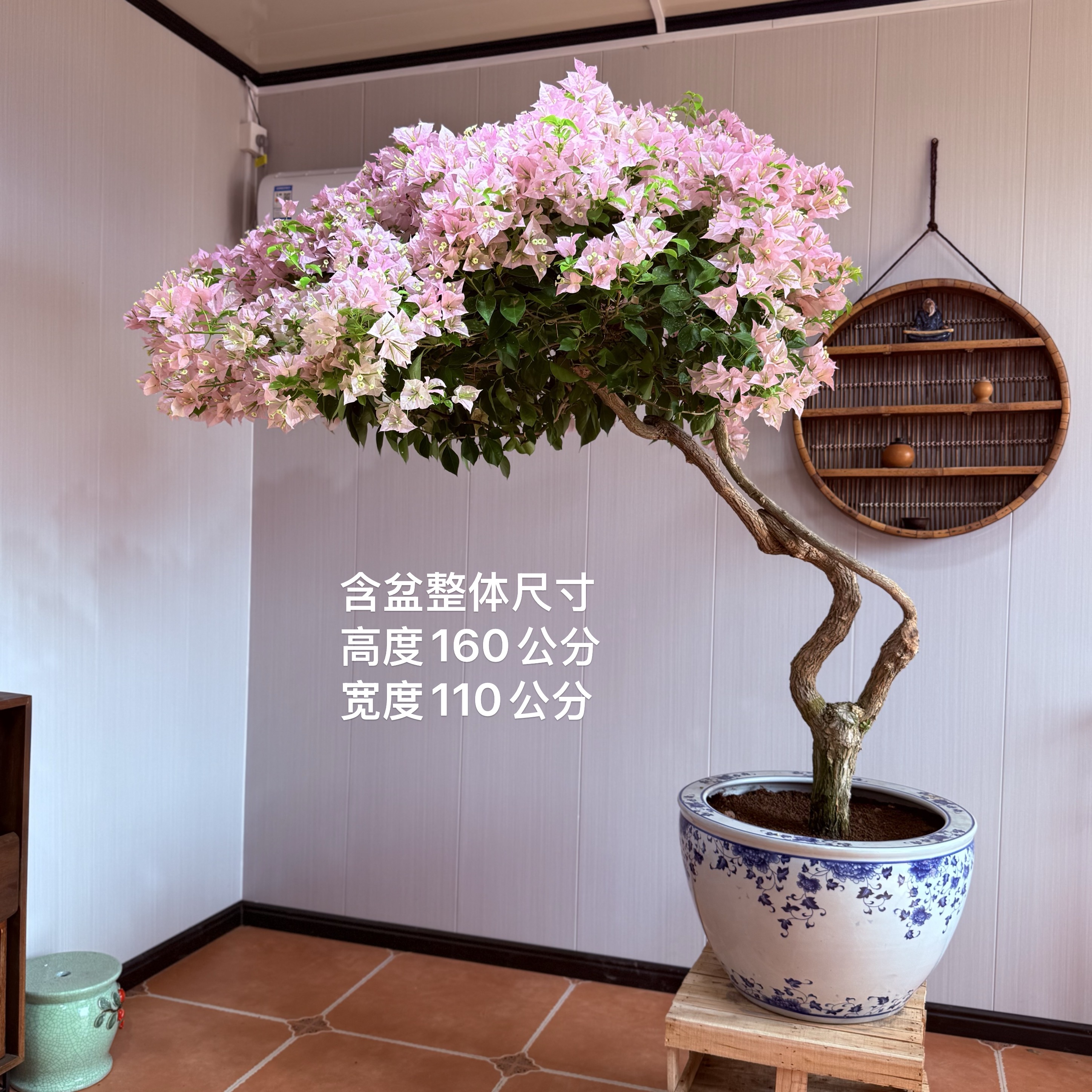 【紫苏园艺】精品老桩粉天使三角梅