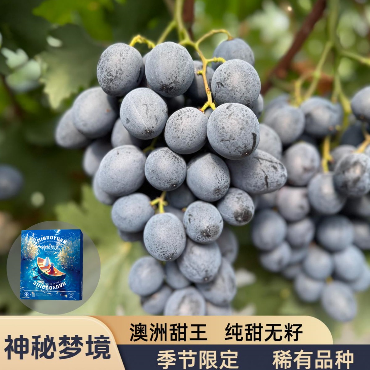 【神秘梦境】MysteriousDream无籽黑提脆甜多汁稀少孕妇水果葡萄