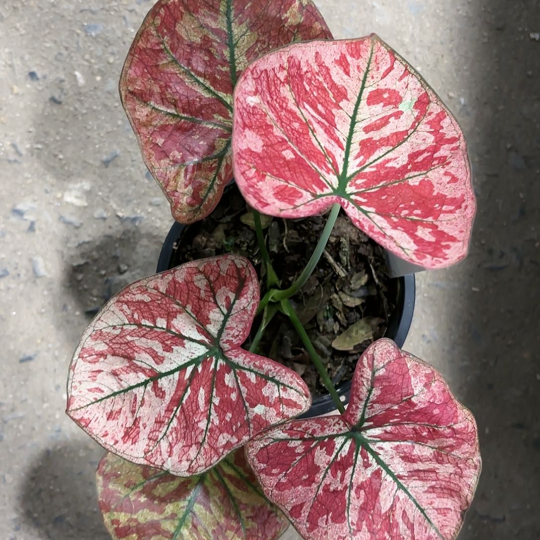 583-0118心跳彩叶芋泰国发货