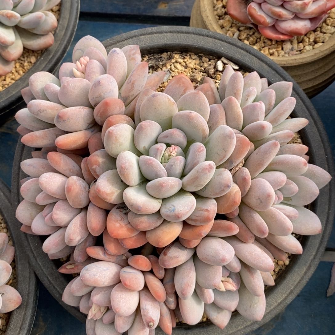 自然群香水，123599