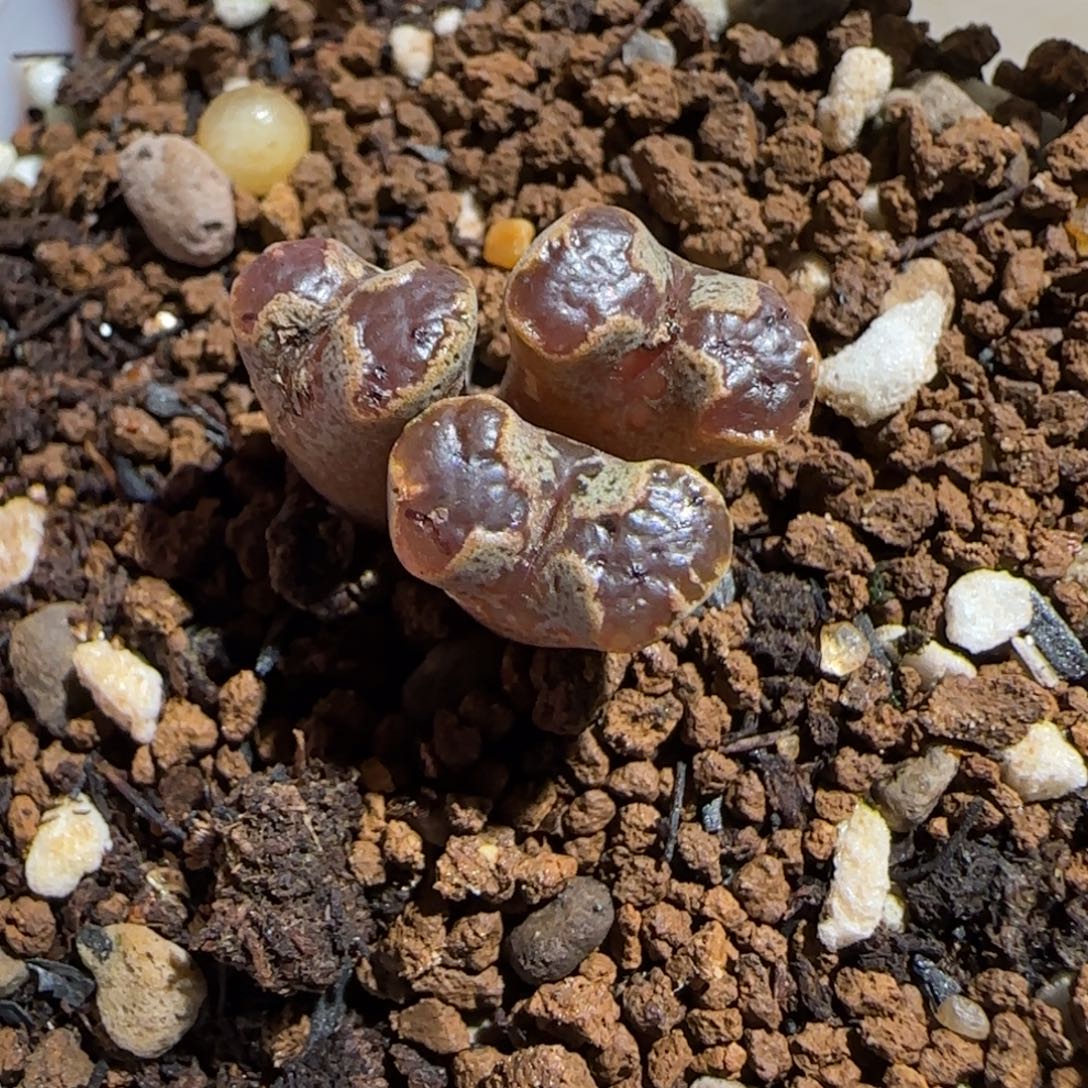 肉锥多肉植物组合-蝴蝶670