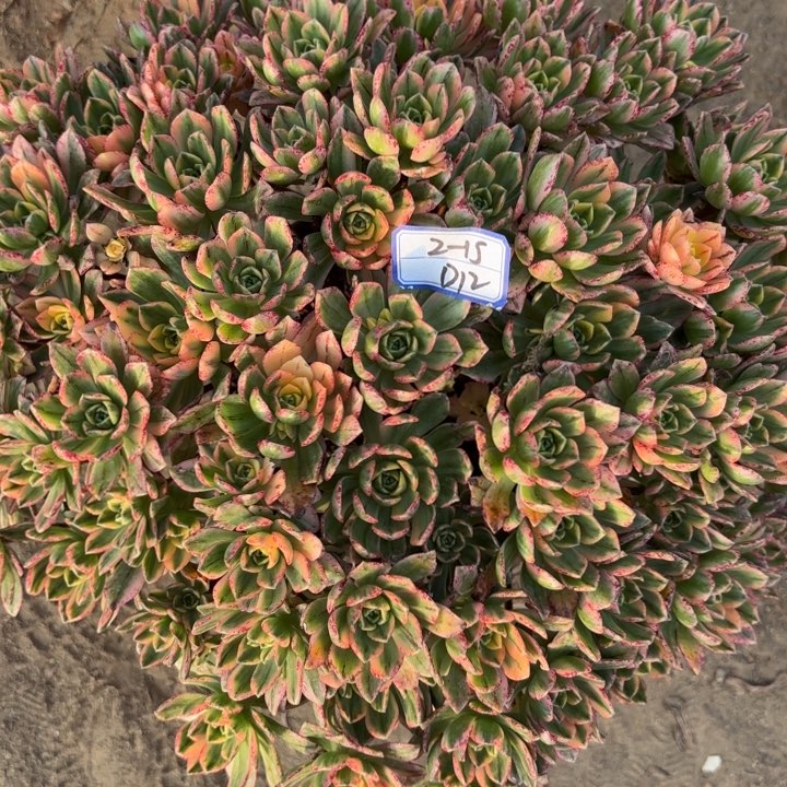 甜茶多肉断枝不包12