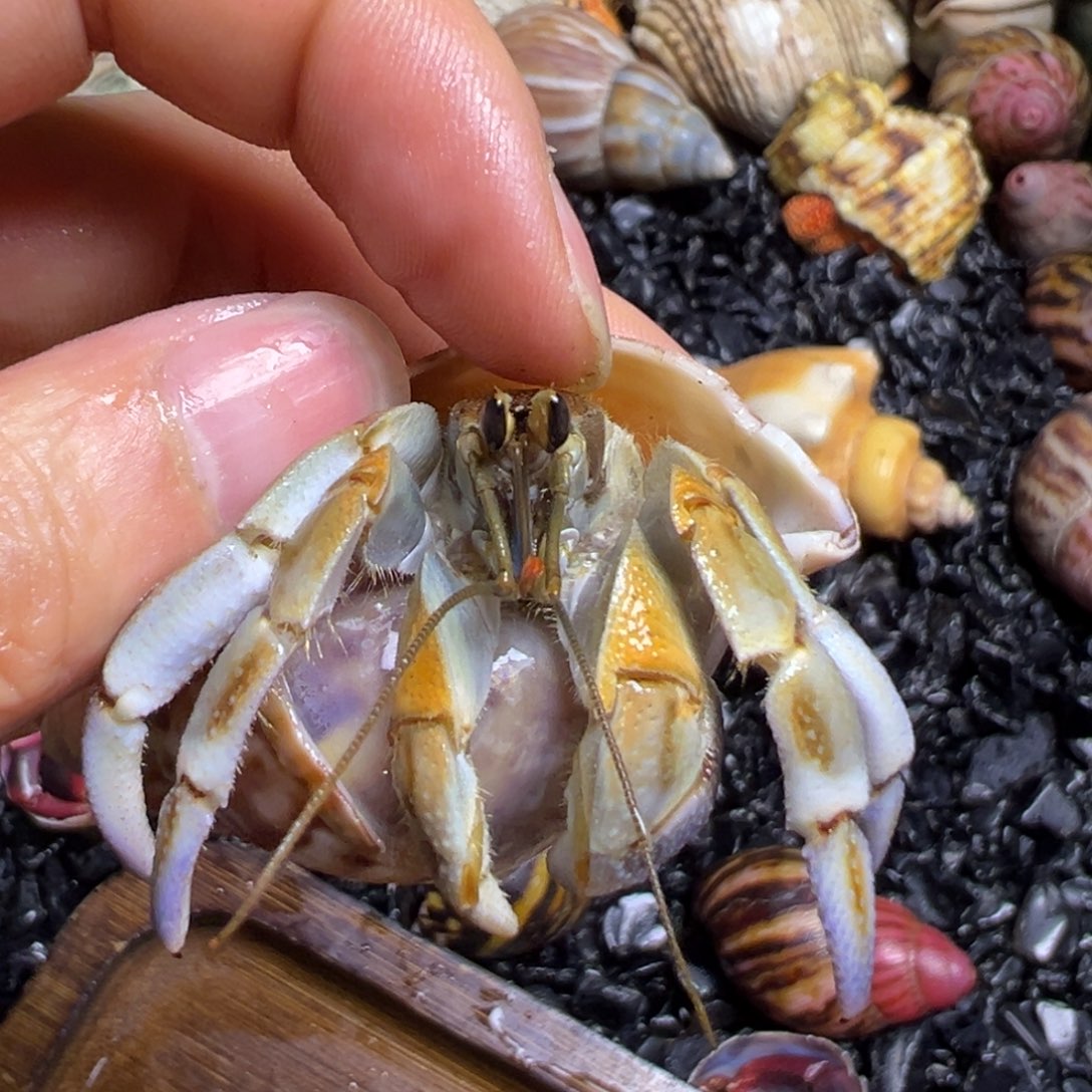 陆生寄居蟹70号拍品