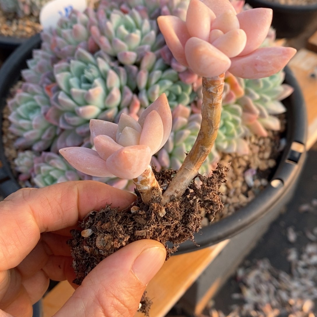 精品多肉一物一拍不包整219