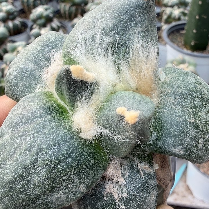 无花朵658玉牡丹仙人球