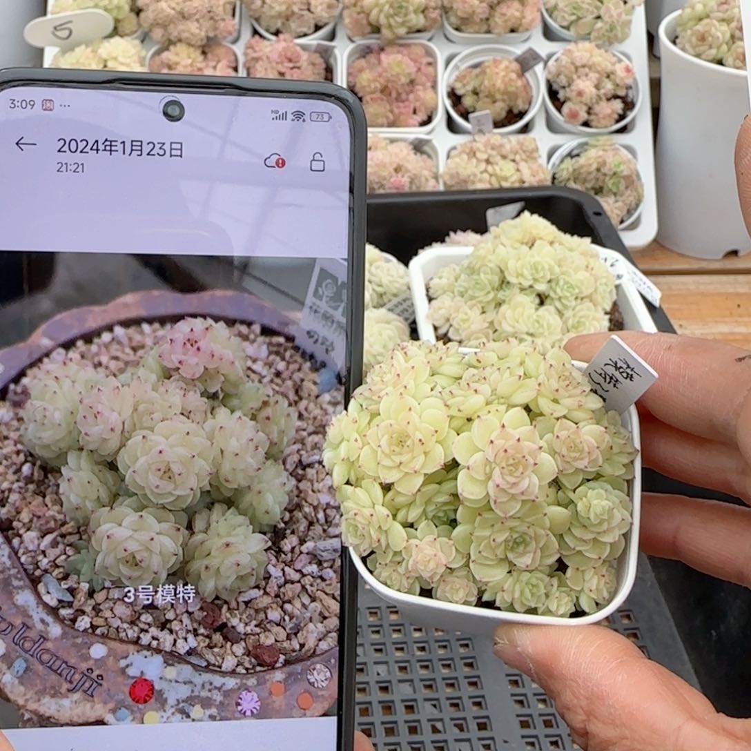 【闪购商品】0216-114（模特-3）