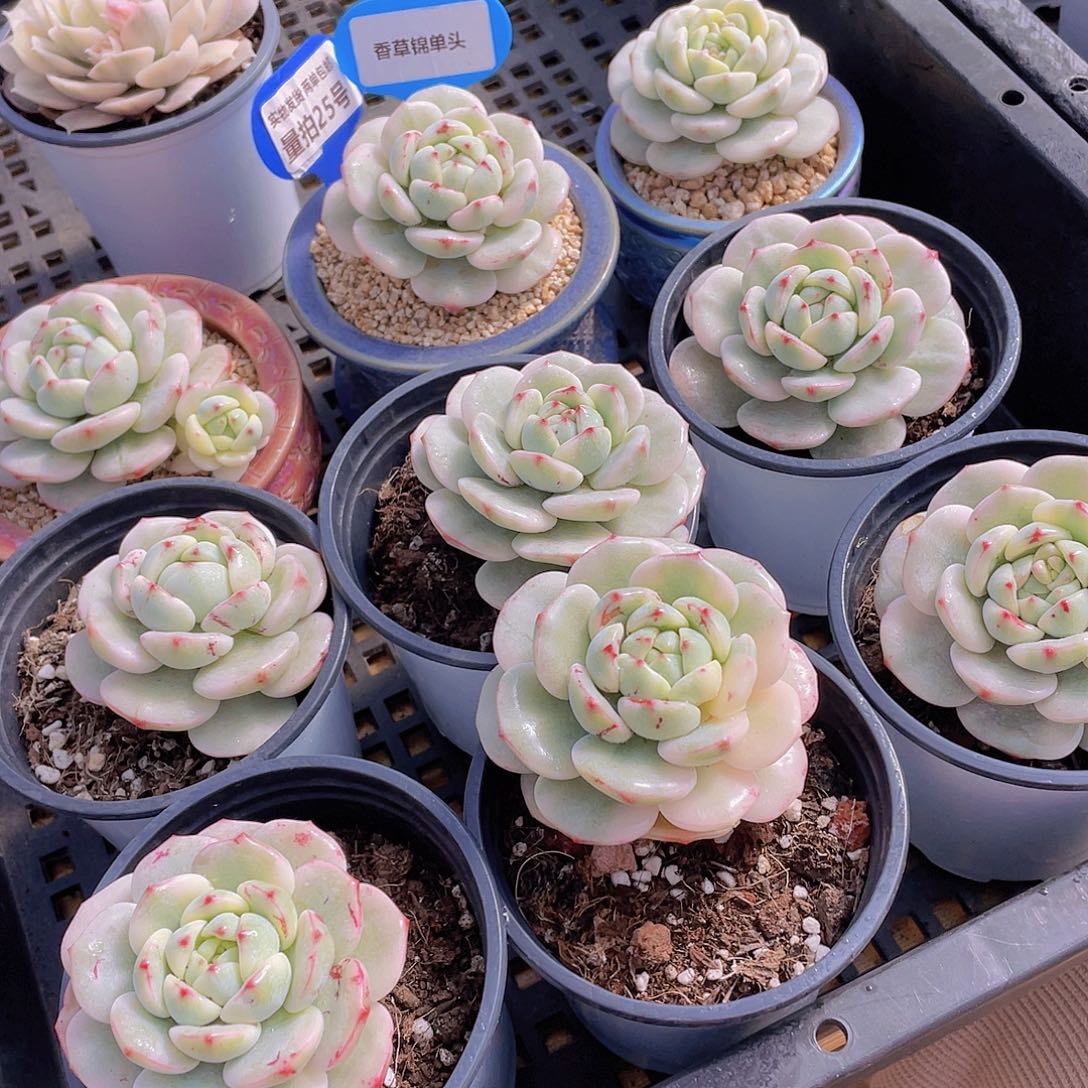 量拍25号 香草锦单头一个