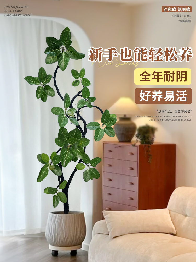 孟加拉榕室内大型好养榕高山榕青叶客厅绿植造型植物