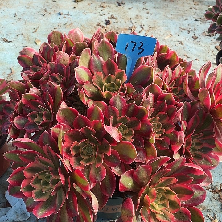 173 一颗女妖法师多肉